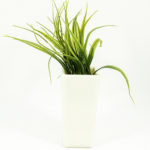 Grass Plant In Pot Plastic 9 Inch