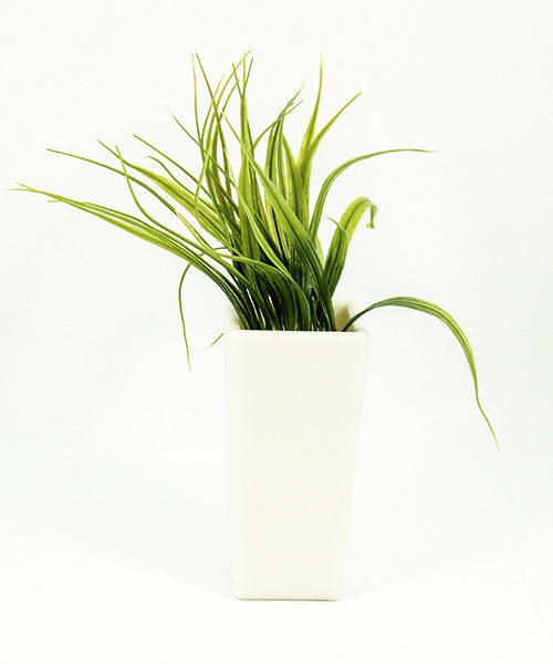 Grass Plant In Pot Plastic 9 Inch